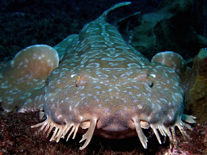 Spotted Wobbegong. Shark Point, Clovelly by Doug Anderson 